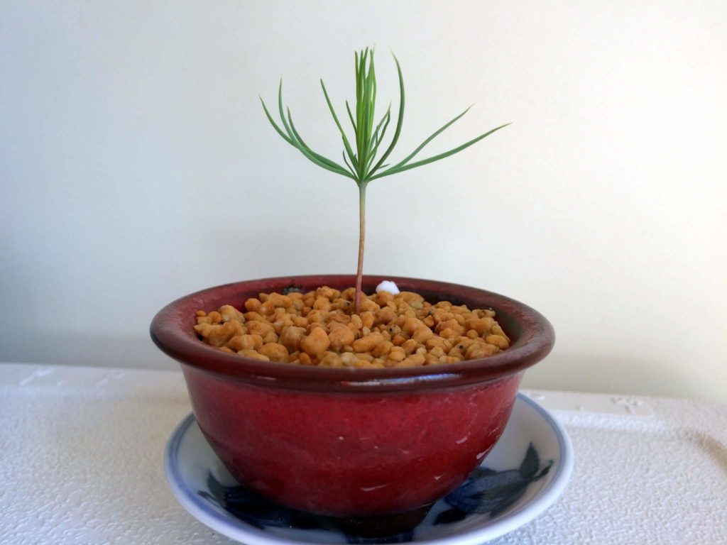 松のミニ盆栽イメージ