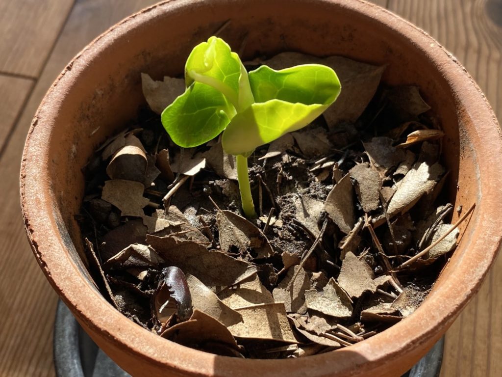 蝋梅 発芽