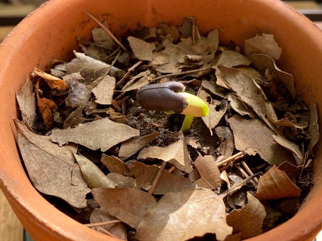 蝋梅の鉢植え