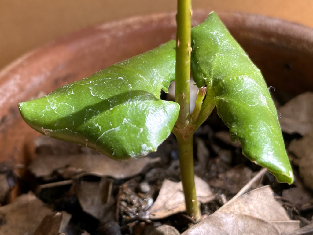 蝋梅　ミニ盆栽づくり3