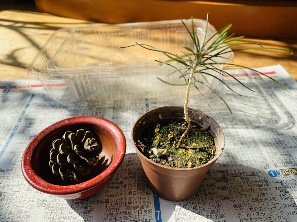 植え替え前の黒松と鉢